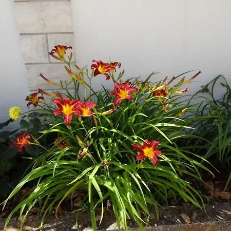 Apartment Mara * Trogir